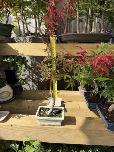 Japanese maple acer bonsai - maple,
