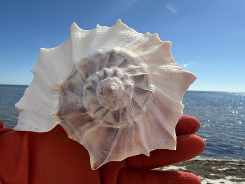 Large gulf lightning whelk - large,