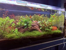 180 L  Aquarium Fish Tank Full