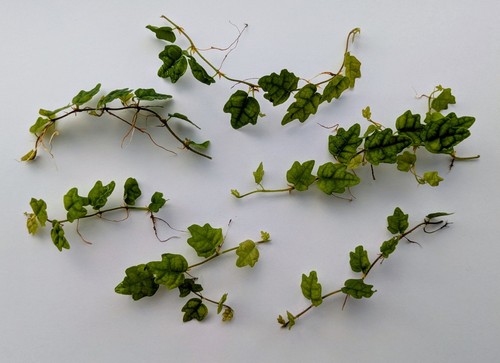 Oak leaf creeping fig - oak,
