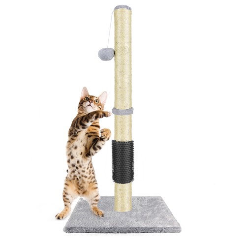 80cm tall large cat - large, scratching