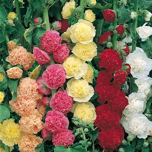 Hollyhock chaters double - hollyhock,