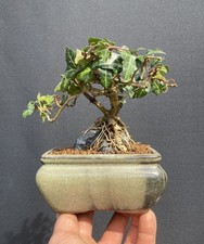 English Ivy Root Over Rock