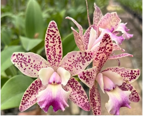 Rare cattleya little - cattleya, quail