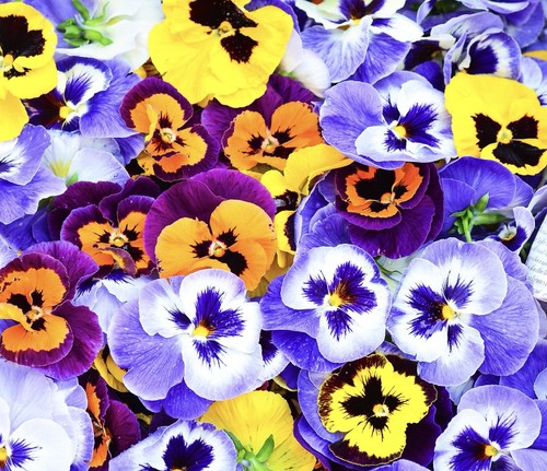 Viola cornuta winter - viola, trailing
