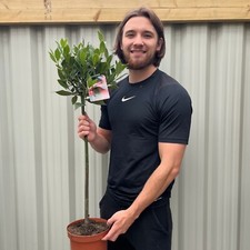 Standard bay tree laurus - standard,