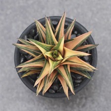 5CM Succulent Plant Haworthia
