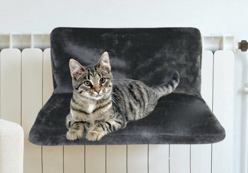 Cat kitten pet animal - cat,