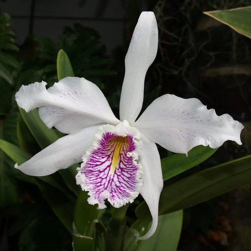 Cattleya maxima semi - , alba