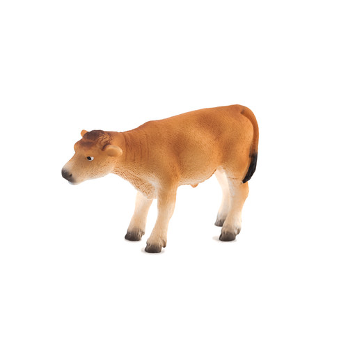 Jersey calf cow - jersey,