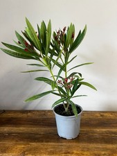 Oleander Nerium Double Pink