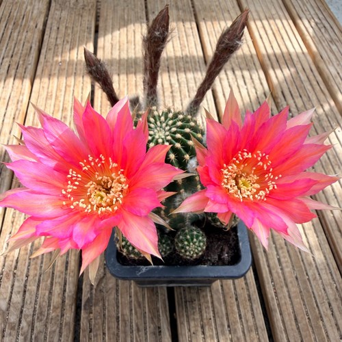 Echinopsis hybrid large - hybrid-,
