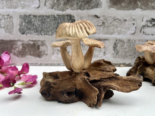 Wooden mushroom teak root - wooden,