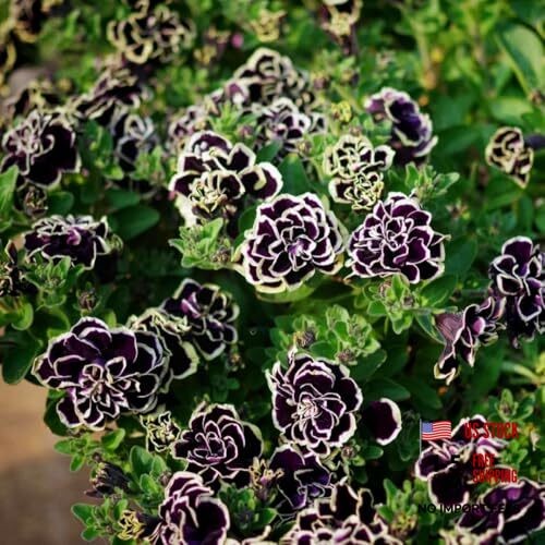 Double petunia seeds - double,