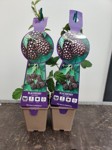 Soft fruit blackberry - fruit,