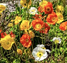 2200x Papaver Iceland Poppy