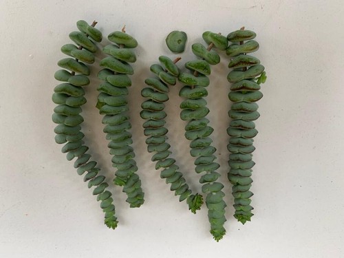 8cm crassula rupestris - 5,