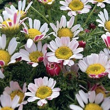 6 Anacyclus Depressus Spring