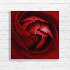 Crimson Rose Bloom Original