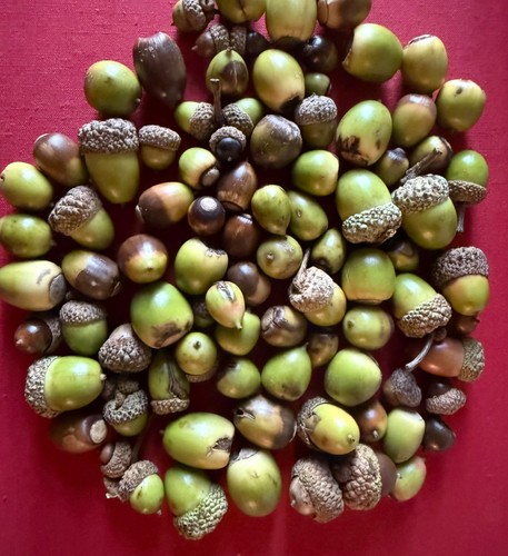 Pound white oak acorns - oak,