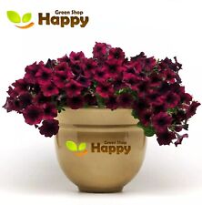 F1 PETUNIA QUINTO BURGUNDY 10 SEEDS - QUINTO IS VERY WEATHER RESISTANT FLOWER