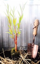 Trio of Mixed Willow Trees - Red Scarlet, Golden Weeping, Japanese Fantail.