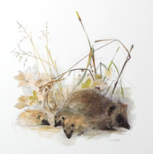 Mads Stage Hedgehog Wildlife Art Print Denmark Unframed Sheet