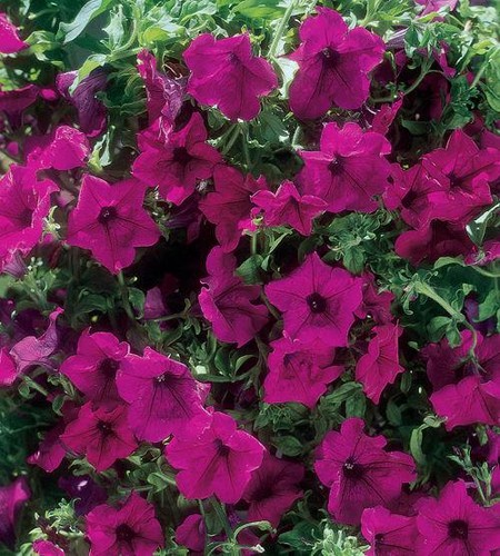 Petunia trailing surfinia - trailing,