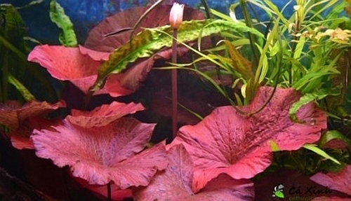 Nymphaea rubra red water lily - water,