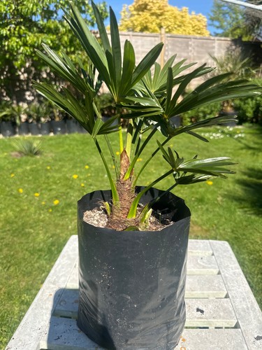 Trachycarpus wagnerianus palm - wagnerianus,