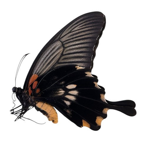 Papilio lowi papered specimens - papilio,
