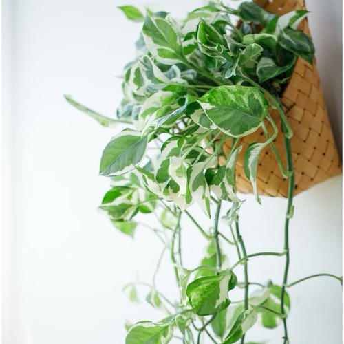 Pothos pearls and - pothos, ‘pearls