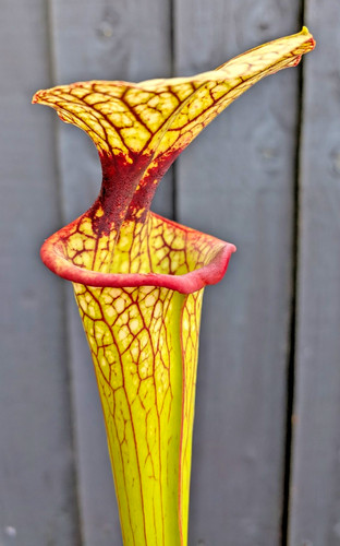 Sarracenia moorei saurus x - 'saurus',