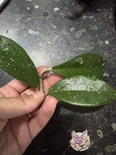 Hoya carnosa ah074 fresh - carnosa,
