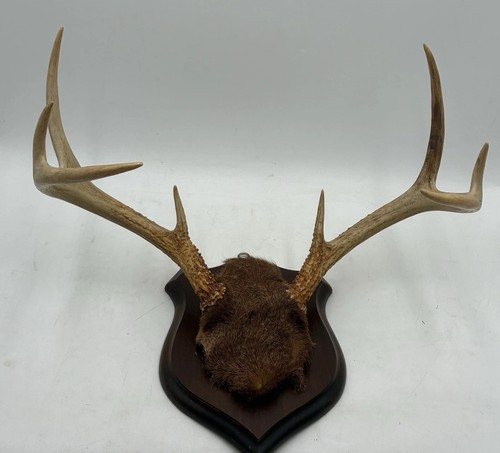 Point whitetail deer real - 8,