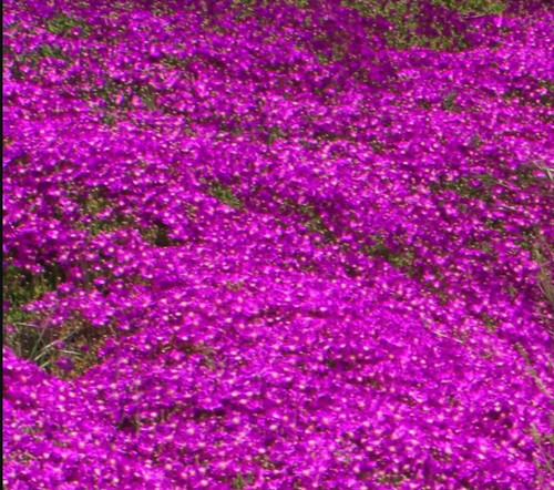 Cuttings creeping ice - of,