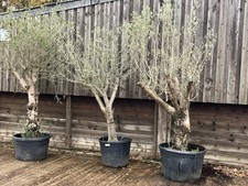 Olive Trees 10ft in Pots choice of 5