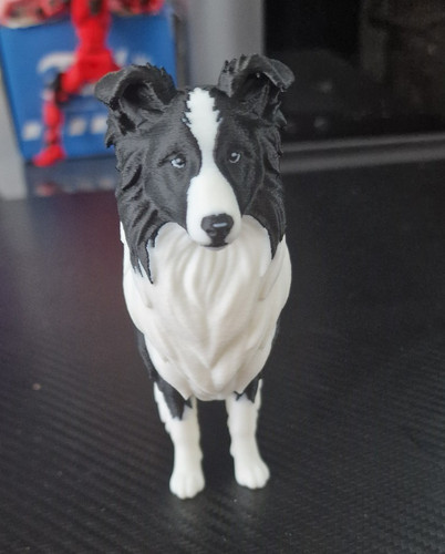 Border collie dog print - collie,
