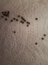 Indian Stick Insect Eggs 10+