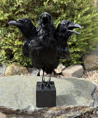 Taxidermy three headed - taxidermy, xl
