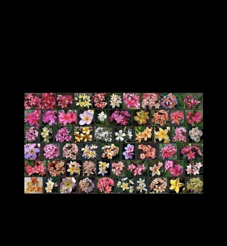 10x plumeria rubra - 10x, rubra,