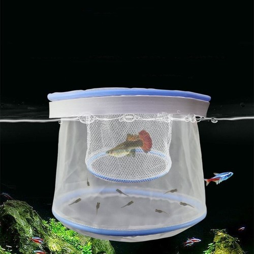 Guppy breeding net floating - guppy,