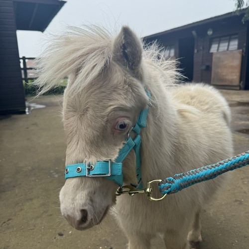 Mini foal headcollar teal - mini,