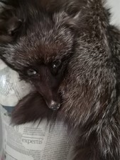 Antique Silver Fox Fur. 1900