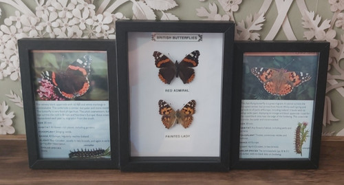 Taxidermy real framed british - real,