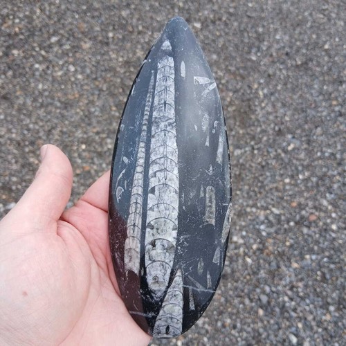 Orthoceras fossil large - fossil,