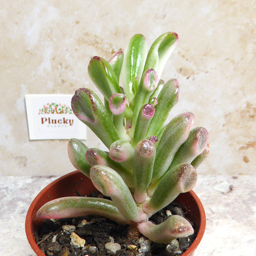 Crassula gollum variegata - crassula,