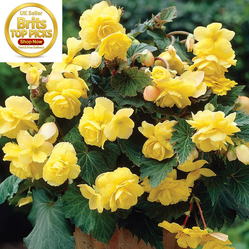 Begonia pendula yellow bulbs - begonia,