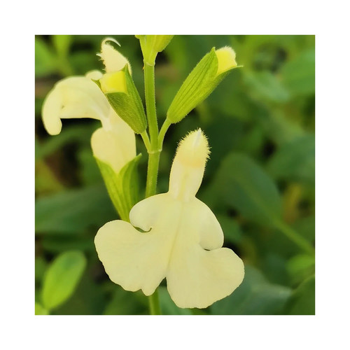 Salvia vanilla cream hardy - salvia,