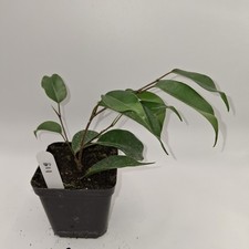 Ficus Benjamina Rooted Cutting